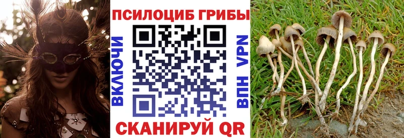 Купить закладки  Михайловка  Псилоцибиновые грибы мицелий 